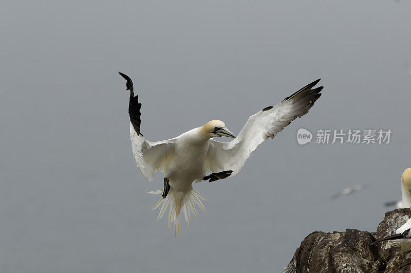 北塘鹅(Morus bassanus)